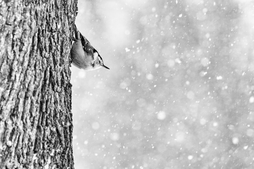 Nuthatch, and more snow by pamalama