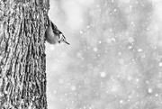 28th Feb 2023 - Nuthatch, and more snow