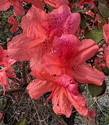 2nd Mar 2023 - Azaleas are stunning to behold in their rich, vibrant colors. 