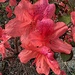 Azaleas are stunning to behold in their rich, vibrant colors.  by congaree