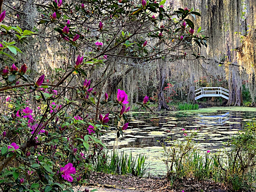 The peaceful beauty of Magnolia Gardens in Spring. by congaree