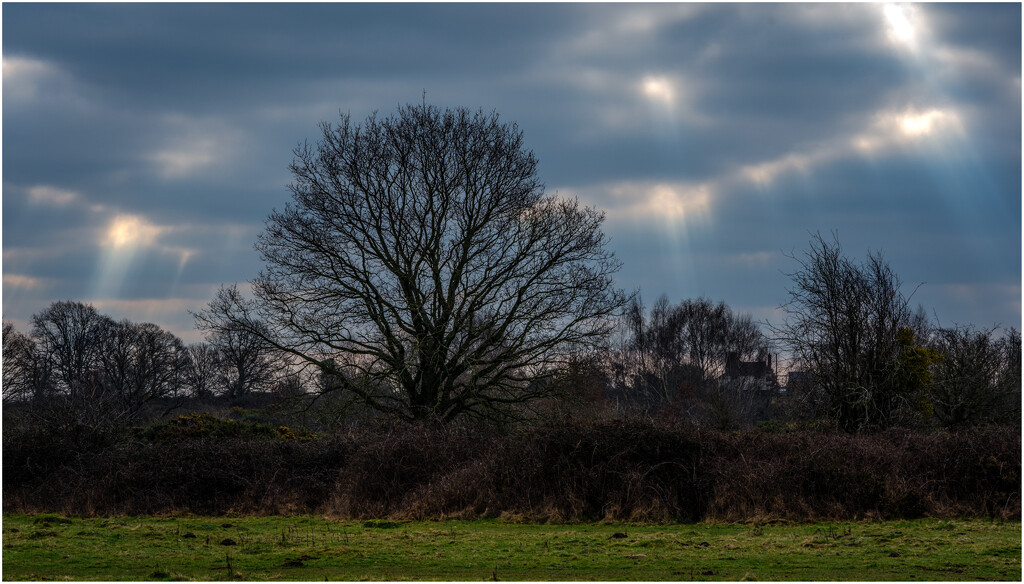 Tree, light and cloud by clifford