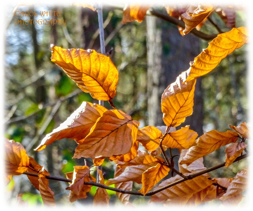 Sunlit Leaves by carolmw