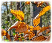 2nd Mar 2023 - Sunlit Leaves