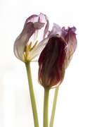 2nd Mar 2023 - Tulips