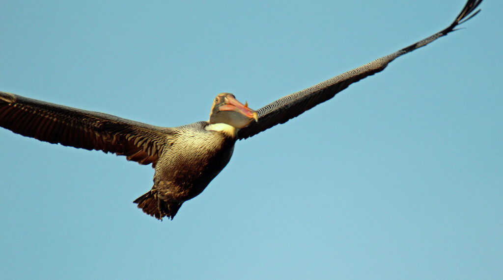 Feb 20 Pelican Close Up IMG_1195 by georgegailmcdowellcom