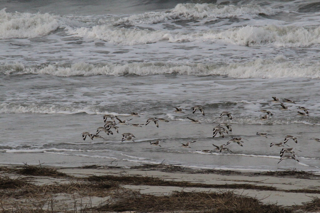 Feb 21 Flock Of Sea Gulls IMG_1264 by georgegailmcdowellcom