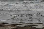 21st Feb 2023 - Feb 21 Flock Of Sea Gulls IMG_1264