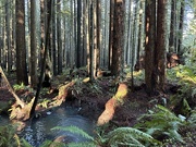 2nd Mar 2023 - Green redwoods