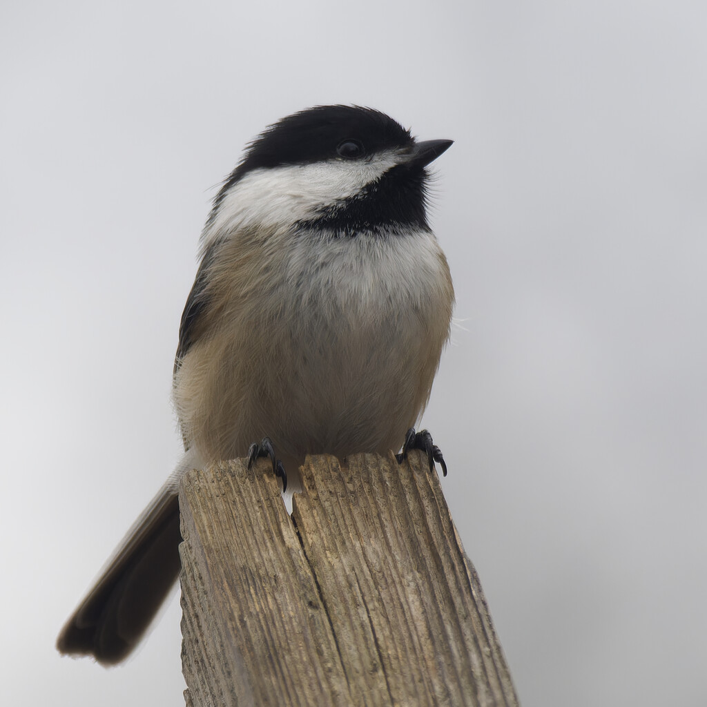 black-capped chickadee by rminer