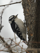 2nd Mar 2023 - downy woodpecker at the tree