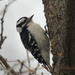 downy woodpecker at the tree by rminer