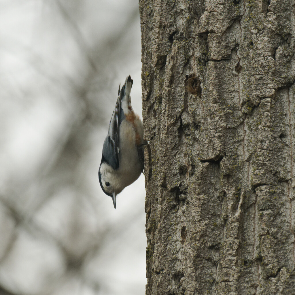 white breasted nuthatch at the tree by rminer