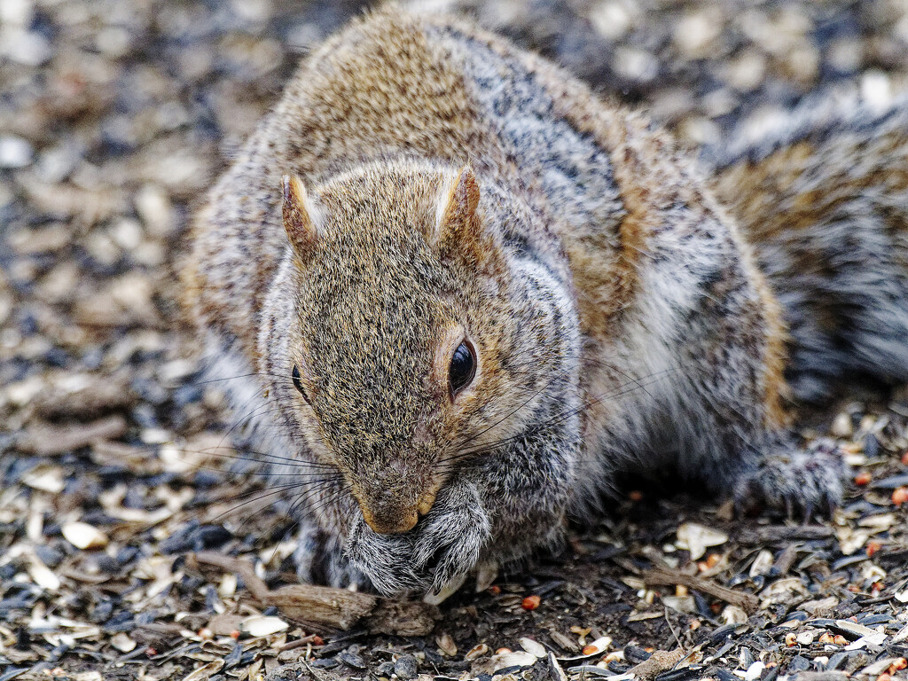 squirrel under the feeder by rminer