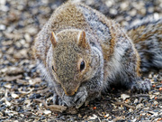 2nd Mar 2023 - squirrel under the feeder