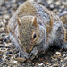 squirrel under the feeder
