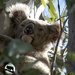 finding a little shade by koalagardens