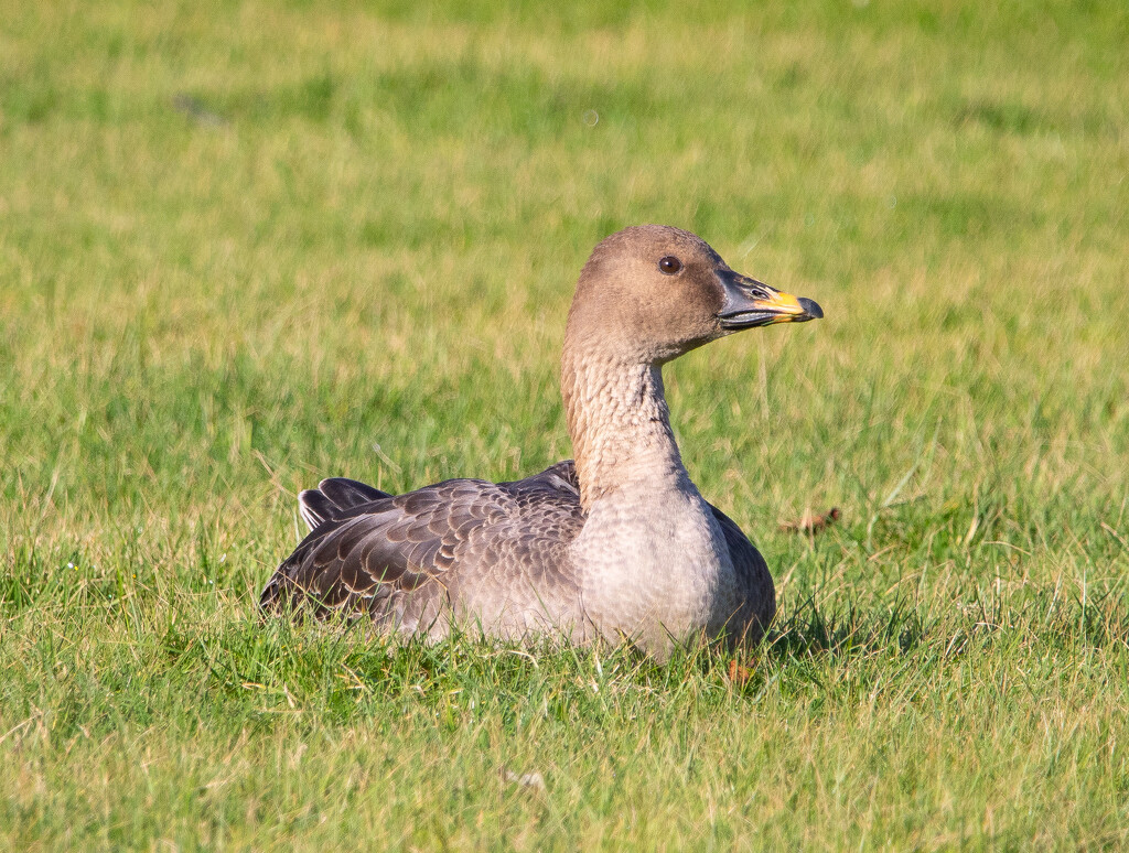Tundra Bean Goose by lifeat60degrees
