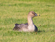 2nd Mar 2023 - Tundra Bean Goose