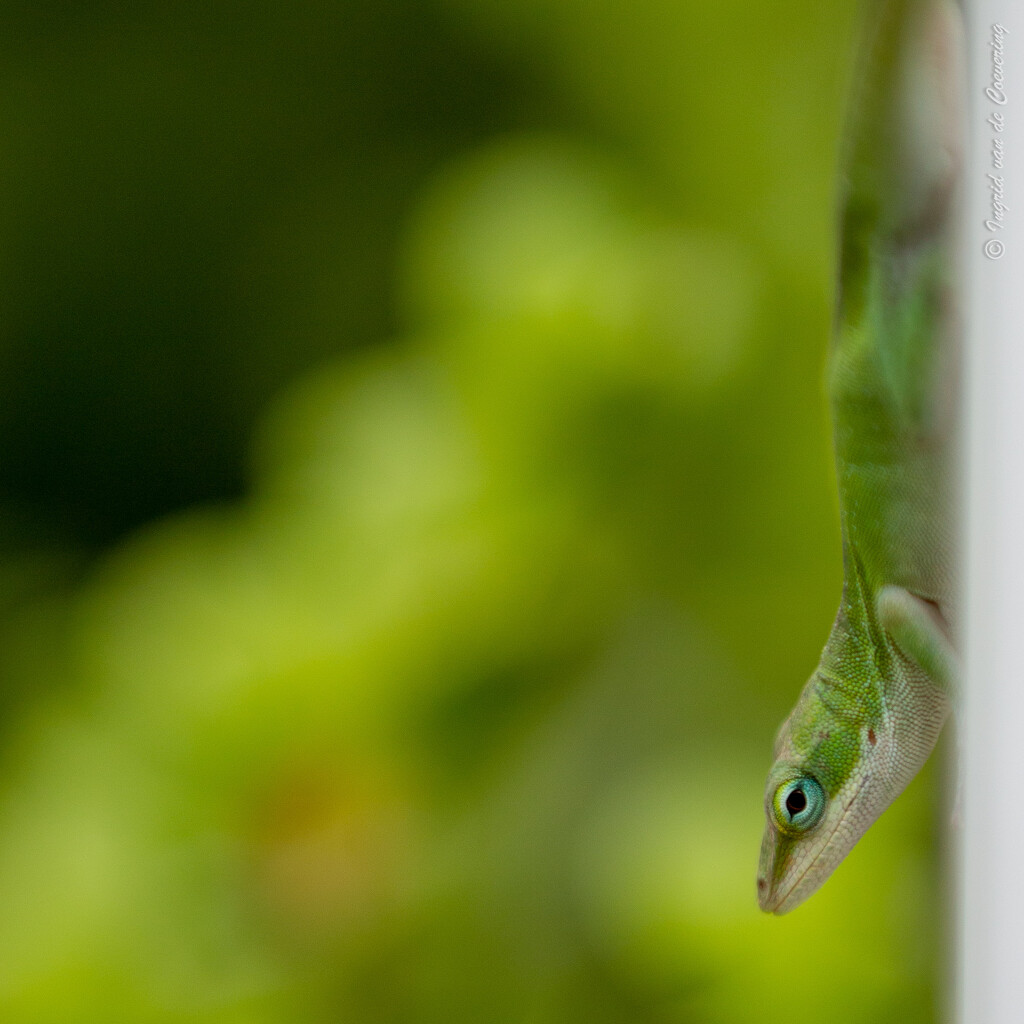 A green anole by ingrid01