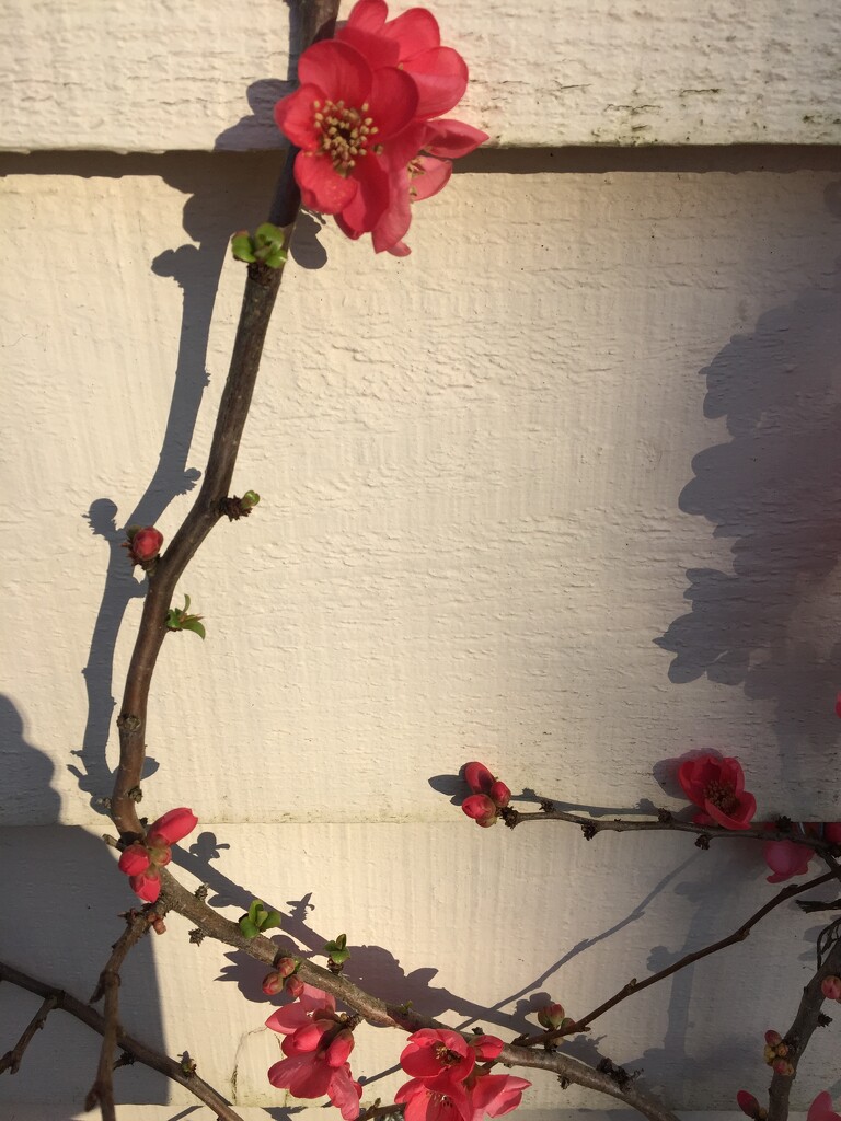 Our Chaenomeles picking up the afternoon sun by snowy