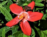 3rd Mar 2023 -   A Tiny Flower & Butterfly ~   