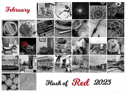 2nd Mar 2023 - Flash of Red 2023