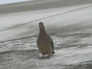 2nd Mar 2023 - Mourning Dove on Roof Closeup
