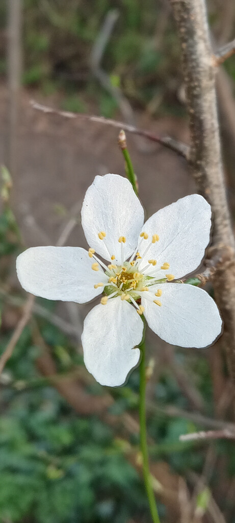 The first blossom  by 365projectorgjoworboys