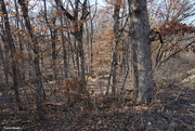 2nd Mar 2023 - Winter woods 2