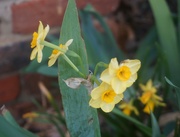 3rd Mar 2023 - Tiny Daffodils