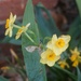 Tiny Daffodils by allie912