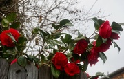 3rd Mar 2023 - More Camellias