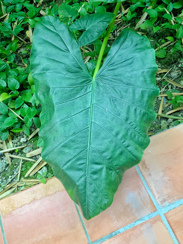 Big green leaf.  by cocobella