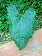 3rd Mar 2023 - Big green leaf. 