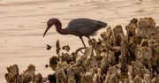 2nd Mar 2023 - Little Blue Heron on the Oyster Shells!