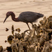 Little Blue Heron on the Oyster Shells! by rickster549