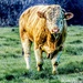 No bull by stuart46