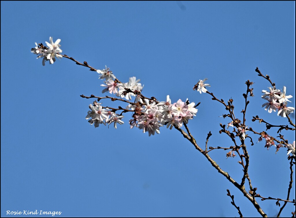 Blossom in a blue sky by rosiekind