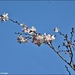 Blossom in a blue sky by rosiekind