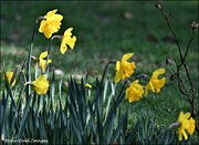 3rd Mar 2023 - A host of golden daffodils