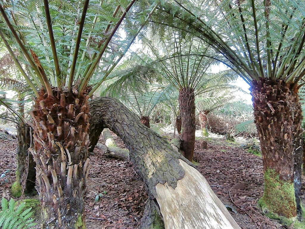 Tree Ferns....... by cutekitty