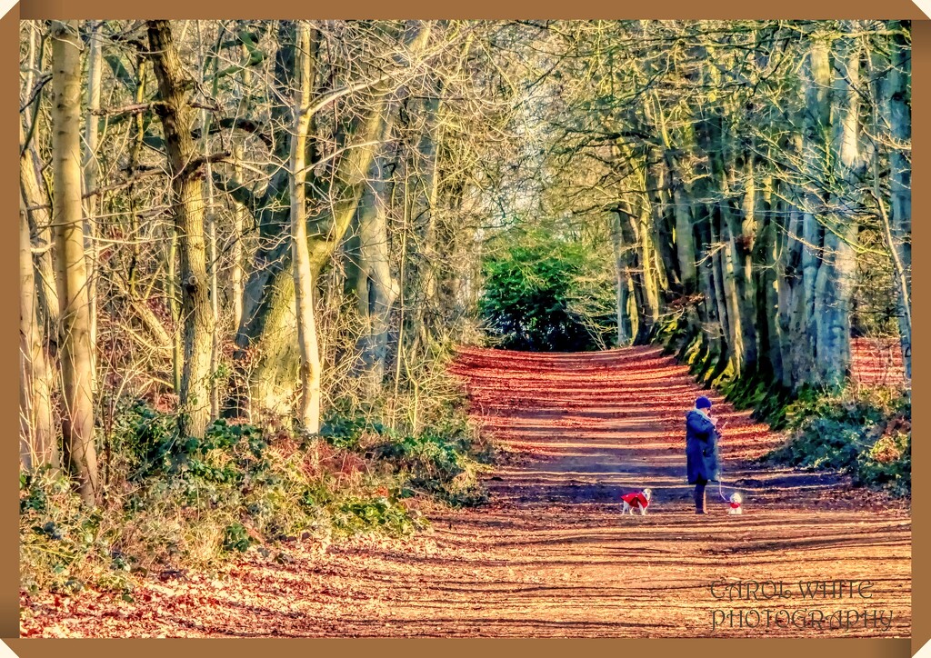 Woodland Walk by carolmw