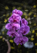 3rd Mar 2023 - Orchid
