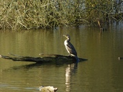 3rd Mar 2023 - Resting Cormorant
