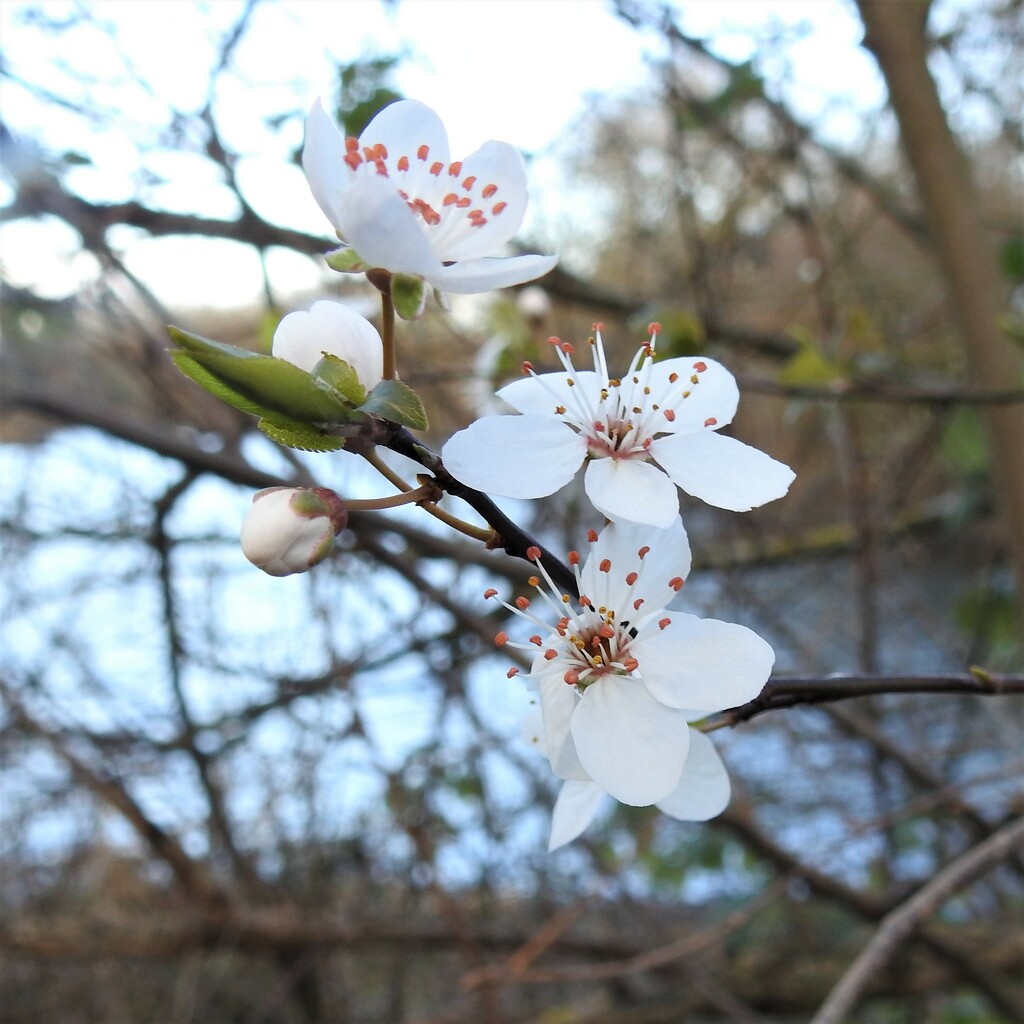 Blackthorn by oldjosh