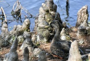 2nd Mar 2023 - Female Mallard duck 