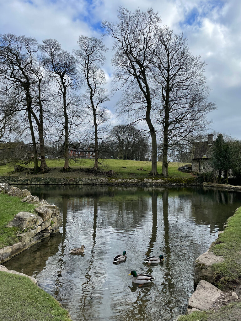Village Duck Pond by 365projectmaxine