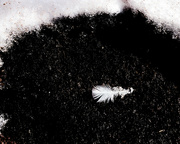 28th Feb 2023 - feather