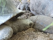 27th Feb 2023 - A Little Kiss for a Giant Tortoise